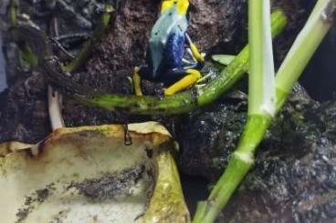 Poison dart frogs kaufen und verkaufen Photo: Pfeilgiftfrösche Dendrobates Tinctorius inkl. Terrarium 
