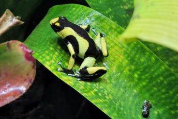 Poison dart frogs kaufen und verkaufen Photo: Oophaga Lehmanni Yellow (male)