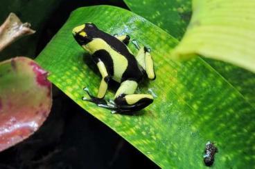 Poison dart frogs kaufen und verkaufen Photo: 1.0 Oophaga Lehmanni Yellow (TDC line) 