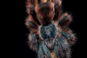 Vogelspinnen kaufen und verkaufen Foto:  rare tarantulas for sale