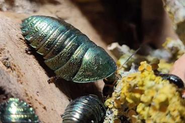 Insects kaufen und verkaufen Photo: Abzugeben taraxippus samarae, phyllium giganteum gold, Smaragdschaben 