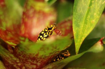 Poison dart frogs kaufen und verkaufen Photo: Oophaga Histrionica Redhead 1.0