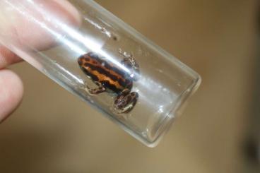 Poison dart frogs kaufen und verkaufen Photo: Oophaga Pumilio Bastimentos Poison dart frogs kaufen und verkaufen Photo: Oophaga Pumilio Bastimentos