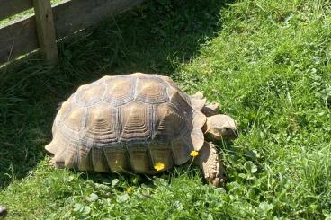 Turtles and Tortoises kaufen und verkaufen Photo: Geochelone Sulcata Spornschildkröte