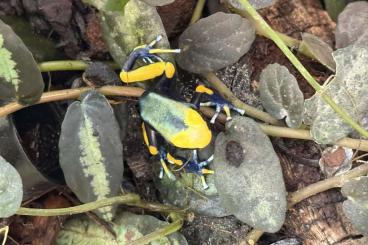 Poison dart frogs kaufen und verkaufen Photo: Dendrobaten Pfeilgiftfrösche 