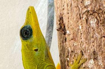 andere Echsen kaufen und verkaufen Foto: Anolis trinitatis Jungtiere abzugeben