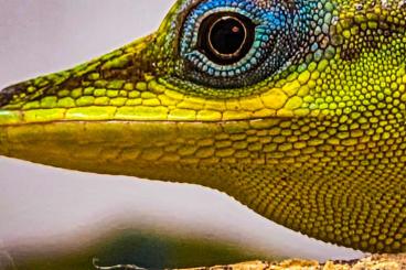 other lizards kaufen und verkaufen Photo: Anolis trinitatis und Anolis roquet summus other lizards kaufen und verkaufen Photo: Anolis trinitatis und Anolis roquet summus