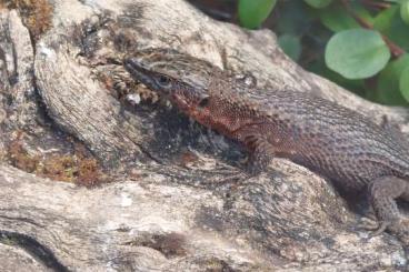 Echsen  kaufen und verkaufen Foto: Algyroides nigropunctatus abzugeben