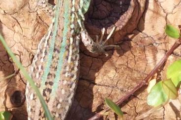 Echsen  kaufen und verkaufen Foto: Podarcis siculus campesteris 