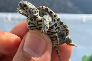 Schildkröten  kaufen und verkaufen Foto: 0.0.9 Malaclemys terrapin centrata "Concentric"