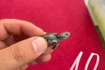 Schildkröten  kaufen und verkaufen Foto: 0.0.3 Malaclemys terrapin centrata "Concentric"