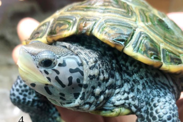 Schildkröten  kaufen und verkaufen Foto: 1.0 Malaclemyss terrapin centrata NZ 21