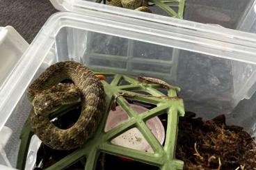 Venomous snakes kaufen und verkaufen Photo: Atheris Squamigera CB12/23