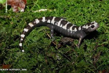 Salamander kaufen und verkaufen Foto: Cerco Urodeli per mia collezione 