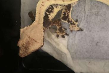 Geckos kaufen und verkaufen Foto: 2.0 Lily White Crestedgecko Kronengecko