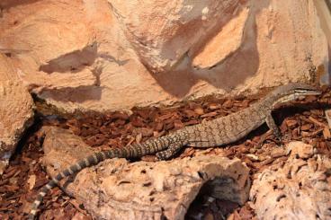 Lizards kaufen und verkaufen Photo: Varanus Verschiedene arten günstig abzugeben