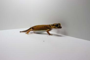 Echsen  kaufen und verkaufen Foto: Verkaufe 0.1 Nephrurus laevissimus und andere Australische geckos 