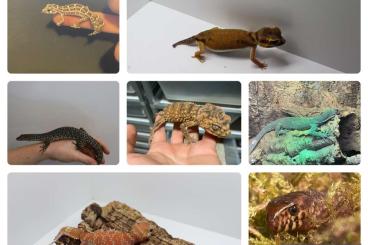 Lizards kaufen und verkaufen Photo: last chance for Hamm Varanus, Nephrurus und mehr 