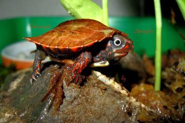 Turtles kaufen und verkaufen Photo: Biete schöne und gesunde CH-NZ  Geoemyda Spengleri / Geoemyda Japonica