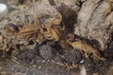 Scorpions kaufen und verkaufen Photo: Tityus stigmurus 5€ pro Stück Scorpions kaufen und verkaufen Photo: Tityus stigmurus 5€ pro Stück