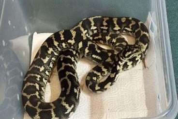 Pythons kaufen und verkaufen Foto: Morelia Spilota Cheynei 0.1