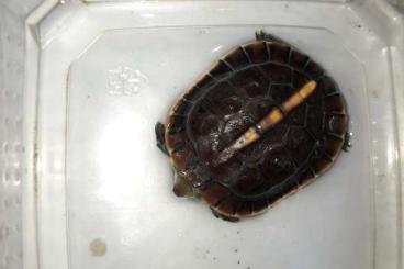 Schildkröten  kaufen und verkaufen Foto: Nice cb 2024 cuora flavomarginata 