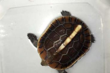 Schildkröten  kaufen und verkaufen Foto: Turtles for sale next hamm or houten 