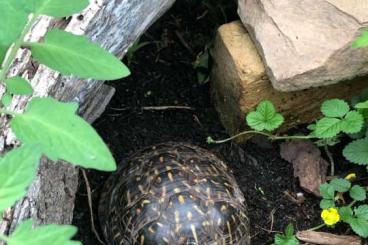 Schildkröten  kaufen und verkaufen Foto: Terrapene for swap houten or hamm 