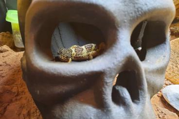 Geckos kaufen und verkaufen Photo: Eckterrarium komplett mit 4 Leopardengeckos 