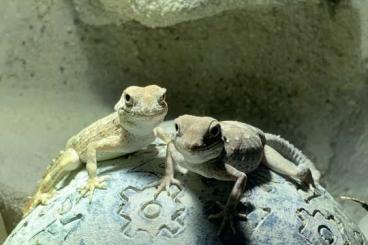 Geckos kaufen und verkaufen Photo: Pristurus carteri Dhofar Skorpionschwanzgeckos 