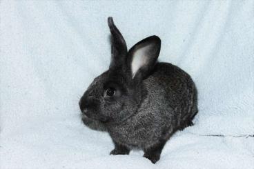 Feeder animals kaufen und verkaufen Photo: Junge Kaninchen heute abzugeben