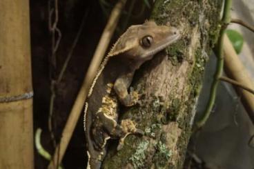 Geckos kaufen und verkaufen Foto: Exo Terra Terrarium komplett eingerichtet mit 3 Kronengeckos 