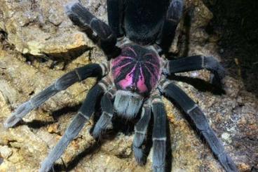 - bird spiders kaufen und verkaufen Photo: Übergabe bei Börse Wörth oder Abholung in 67xxx - bird spiders kaufen und verkaufen Photo: Übergabe bei Börse Wörth oder Abholung in 67xxx