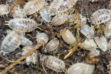 andere Wirbellose kaufen und verkaufen Foto: Porcellio laevis Panda Asseln