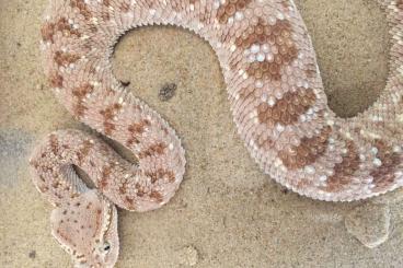 Schlangen kaufen und verkaufen Foto: Cerastes gasperettii mendelssohni CB24