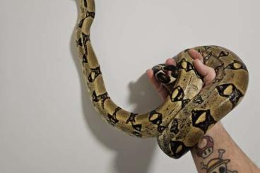 Boas kaufen und verkaufen Foto: Boa imperator 1,1 Adult abzugeben 