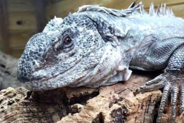 andere Echsen kaufen und verkaufen Foto: Ctenosaura bakeri (Rare Ctenosaura)