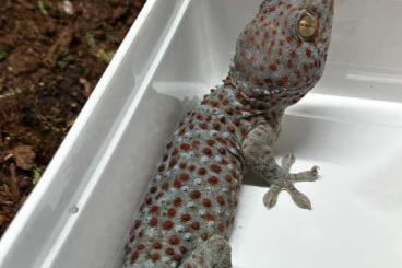 Geckos kaufen und verkaufen Photo: Rare morph "silver" Tokay