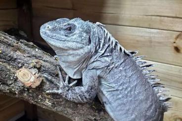 Lizards kaufen und verkaufen Photo: Rare Iguanidae Ctenosaura bakeri 