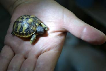 Tortoises kaufen und verkaufen Photo: Griechische Landschildkröten aus Hobbyzucht
