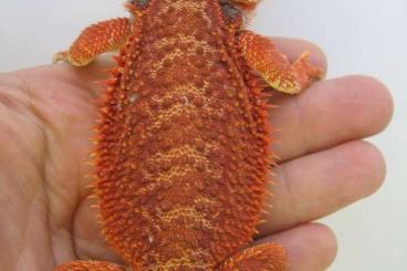 Bartagamen kaufen und verkaufen Foto: Farbbartagame - Bartagame 1/4 Red Monster het. Hypo Nachzucht Nr.7 