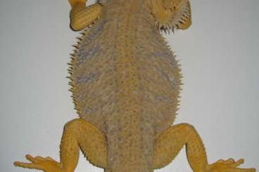 Bearded dragons kaufen und verkaufen Photo: Bartagame Hypo Citrus poss. het. Translucent Bock - adult - ca. 400 gr