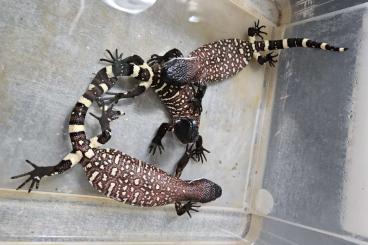 other lizards kaufen und verkaufen Photo: 0.0.3 Heloderma horridum exasperatum offspring 