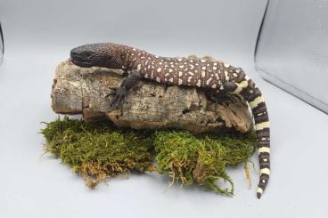 other lizards kaufen und verkaufen Photo: 0.0.3 Heloderma horridum exasperatum offspring 