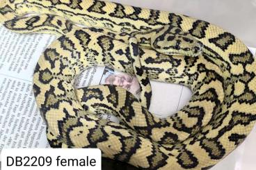 Pythons kaufen und verkaufen Photo: Morelia spilota ssp. NZ 2022