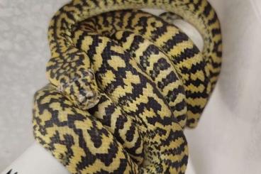 Pythons kaufen und verkaufen Foto: Morelia spilota ssp. (Caramel Zebra und Caramel)