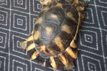 Tortoises kaufen und verkaufen Photo: Suche Testudo Marginata, Breitrandschildkröten