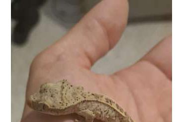 Echsen  kaufen und verkaufen Foto: Vend juvénile gecko a crete