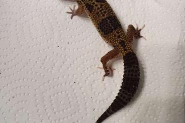 Geckos kaufen und verkaufen Foto: Leopardgeckos                                                         