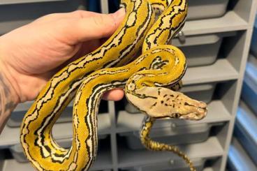 Pythons kaufen und verkaufen Foto: Netzpython, Reticulated python, python reticulatus 